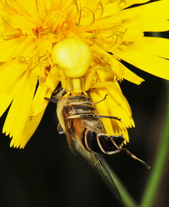  Kamæleonedderkop (Misumena vatia)