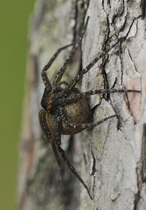  Dolomedes sp.