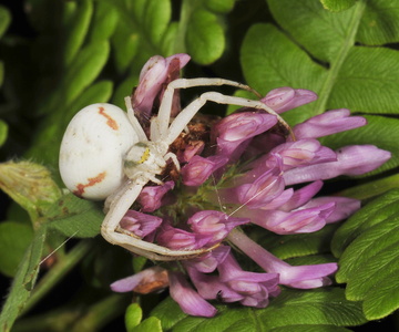  Kamæleonedderkop (Misumena vatia)