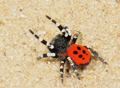 Mariehøneedderkop (Eresus sandaliatus)