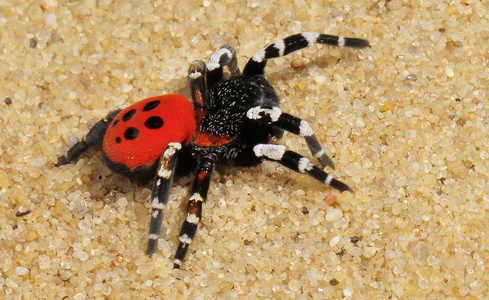 Mariehøneedderkop (Eresus sandaliatus)