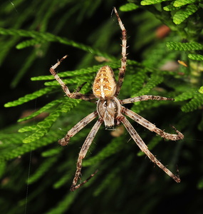 Korsedderkop (Araneus diadematus)