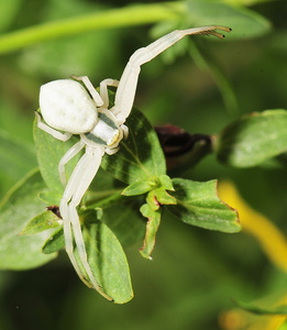 Kamæleonedderkop (Misumena vatia)