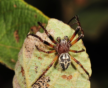 Sivhjulspinder (Larinioides cornutus)