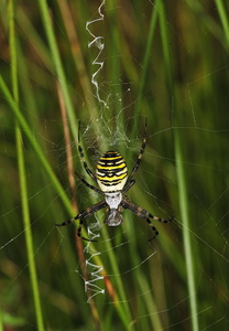 Hvepseedderkop (Argiope bruennichi)