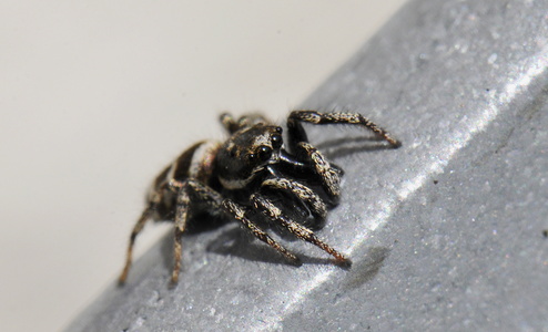 Almindelig Zebraedderkop (Salticus scenicus)