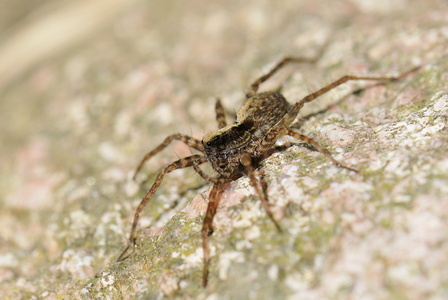  Engjæger (Pardosa amentata)