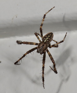 Korsedderkop (Araneus diadematus)