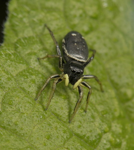  Heliophanus cupreus