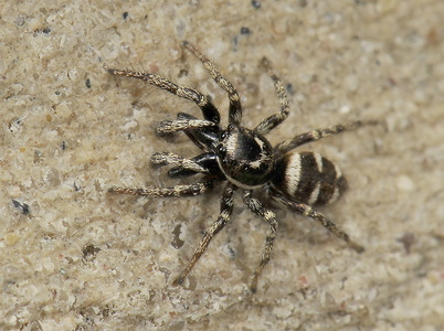Almindelig Zebraedderkop (Salticus scenicus)