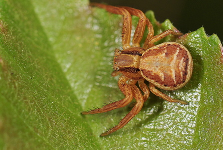  Almindelig Krabbeedderkop (Xysticus cristatus)