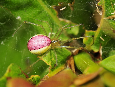 Perleedderkop (Enoplognatha ovata)