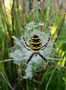 Hvepseedderkop (Argiope bruennichi)