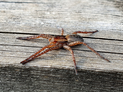 Dolomedes sp.