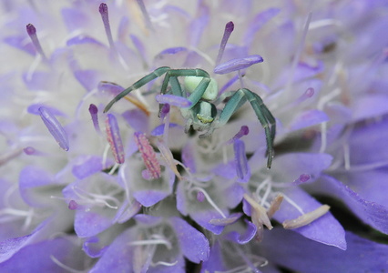 Kamæleonedderkop (Misumena vatia)
