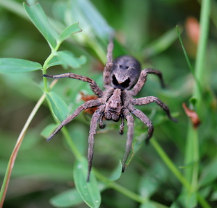 Stor kæmpejæger (Alopecosa inquilina)
