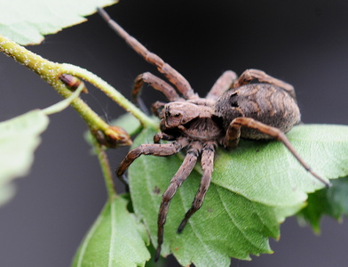 Stor kæmpejæger (Alopecosa inquilina)