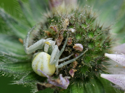 Kamæleonedderkop (Misumena vatia)