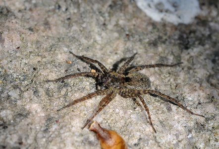 Engjæger (Pardosa amentata)