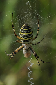 Hvepseedderkop (Argiope bruennichi)