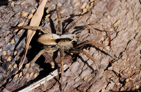 Stor kæmpejæger (Alopecosa inquilina)