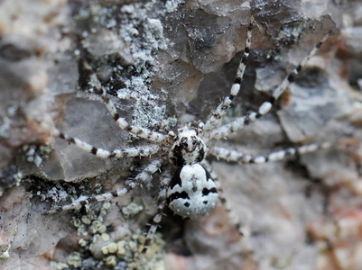 Dødningehoved-edderkop (Philodromus margaritatus)
