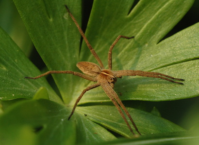 Almindelig Rovedderkop (Pisaura mirabilis)
