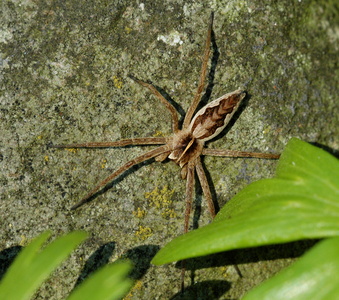 Almindelig Rovedderkop (Pisaura mirabilis)