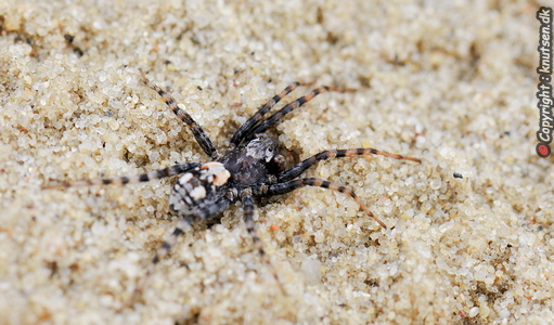 Klitgraveedderkop (Arctosa perita)