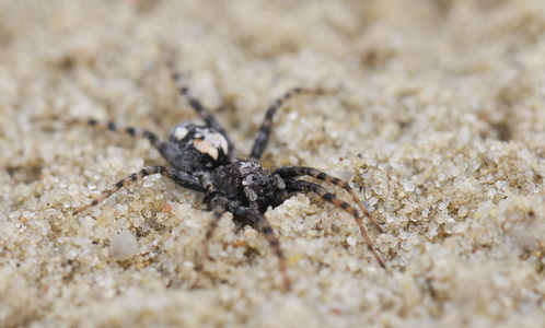 Klitgraveedderkop (Arctosa perita)