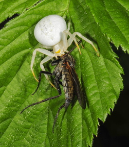 Kamæleonedderkop (Misumena vatia)