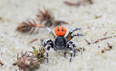 Mariehøneedderkop (Eresus sandaliatus)