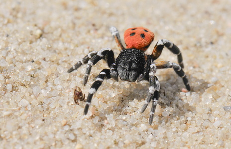 Mariehøneedderkop (Eresus sandaliatus)