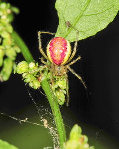 Perleedderkop sp. (Enoplognatha ovata / Enoplognatha latimana)