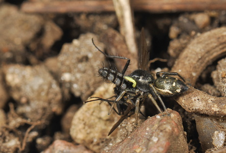 Heliophanus flavipes - Heliophanus flavipes