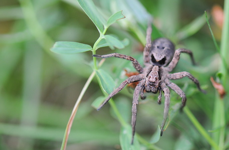 Stor kæmpejæger (Alopecosa inquilina)
