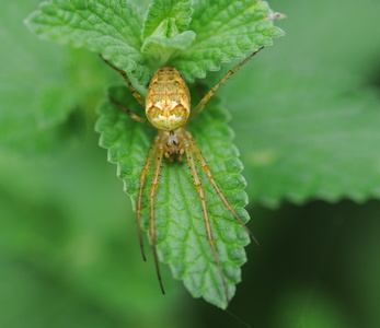 Metellina sp. (Metellina sp.)