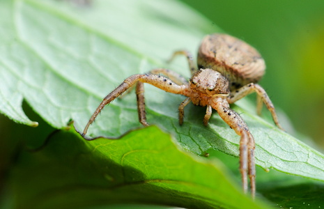 Krabbeedderkop sp. (Xysticus sp.)