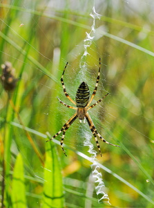 Hvepseedderkop (Argiope bruennichi)