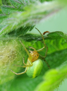 Agurkeedderkop sp. (Araniella sp.)