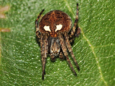  Lodden Hjulspinder (Agalenatea redii)