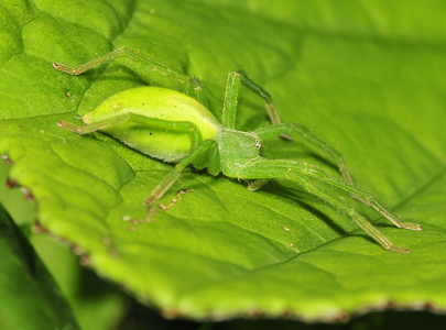 Smaragdedderkop (Micrommata virescens)