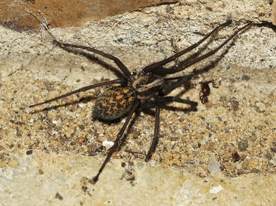 Stor Husedderkop (Eratigena atrica)