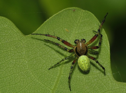 Agurkehjulspinder (Araniella cucurbitina)
