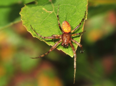 Orange Hjulspinder (Araneus alsine)