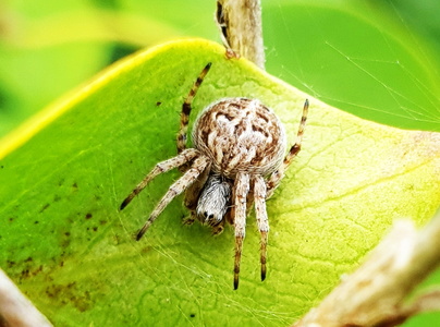  Lodden Hjulspinder (Agalenatea redii)