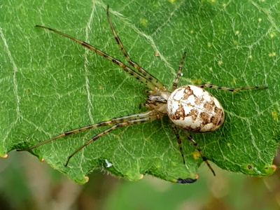 Metellina sp.