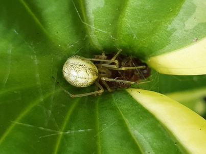 Perleedderkop sp. (Enoplognatha ovata  Enoplognatha latimana)