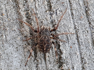  Bolværksedderkop (Larinioides sclopetarius)