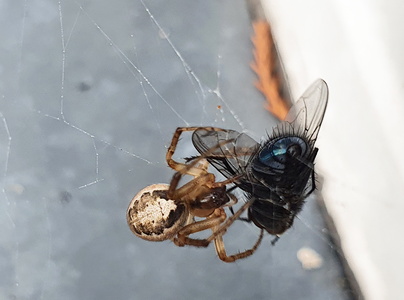 Grå Sektoredderkop (Zygiella x-notata)